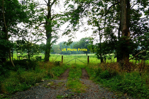 Photo 6"x4" View through shelter belt Balfron Station c2015