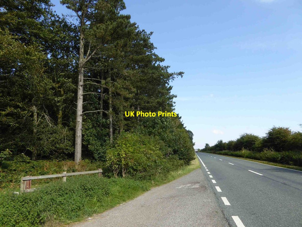 Photo 6"x4" Woodland (private) alongside A1173 Riby Road Swallow c2015