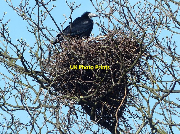 Photo 6"x4" Rooks nest in Rectory Place Loughborough c2015