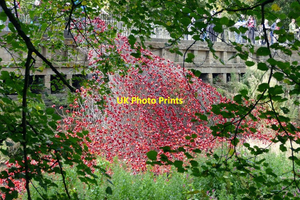 Photo 6"x4" Poppies:Wave glimpsed through the trees Haigh\/SE2912 c2015