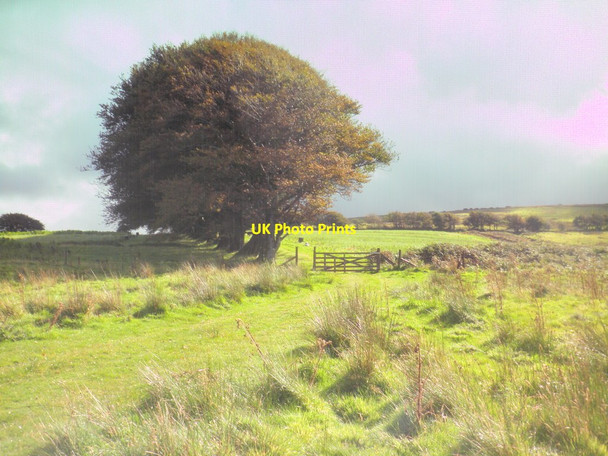 Photo 6"x4" South Regis Common Challacombe\/SS6940 c2015
