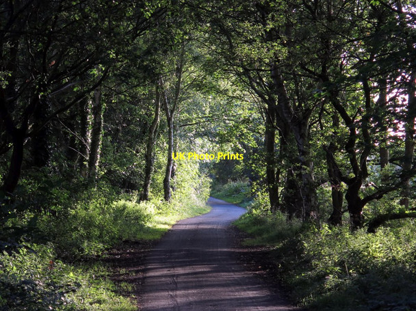 Photo 6"x4" Wylam Waggonway Ryton\/NZ1564 c2015