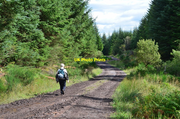 Photo 6"x4" Forest track, Loch Ard Forest Dalmary c2015