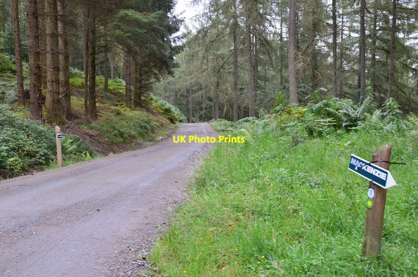 Photo 6"x4" Forest road, Menteith Hills Shannochill c2015