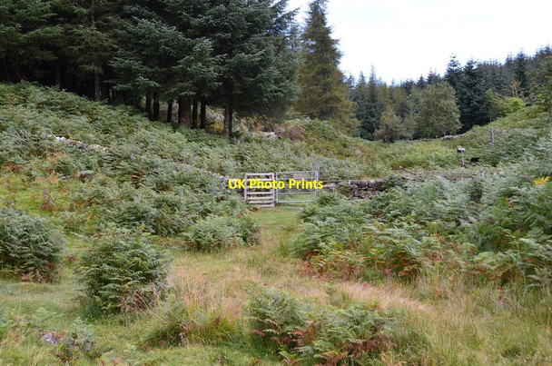 Photo 6"x4" Gate into forest Port of Menteith c2015