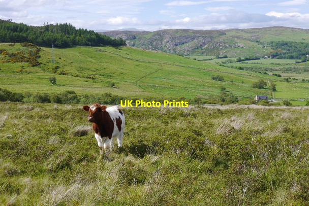 Photo 6"x4" Rough grazing, Little Torboll Little Torboll c2015
