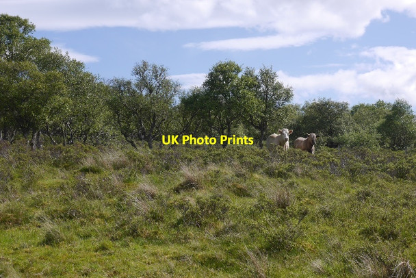 Photo 6"x4" Birch wood, Little Torboll Little Torboll c2015