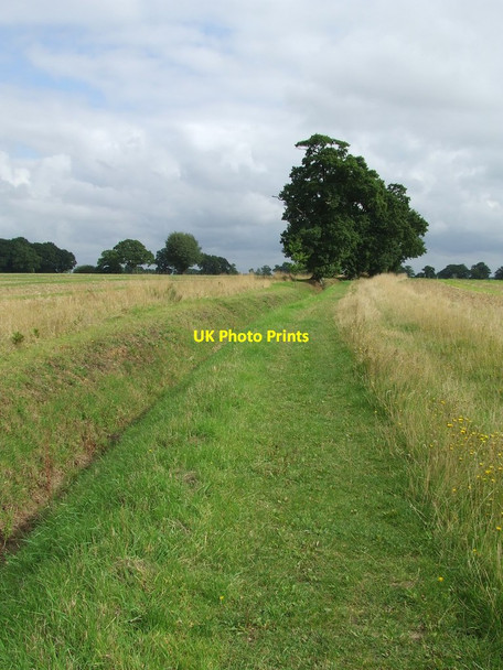 Photo 6"x4" Footpath And Trees Halstead\/TL8130 c2015