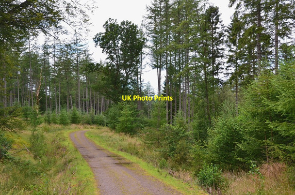 Photo 6"x4" Track in Coilhallan Wood Callander c2015