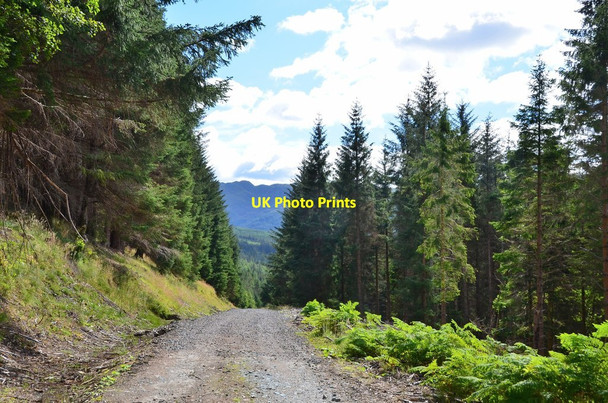 Photo 6"x4" Forestry road above Strathyre Strathyre\/NN5617 c2015