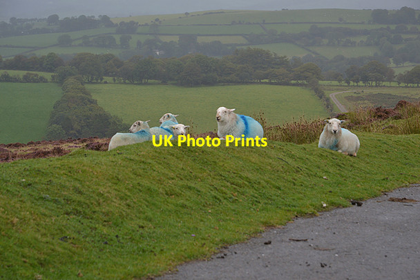 Photo 6"x4" Sheep in the rain Llanllwni c2015