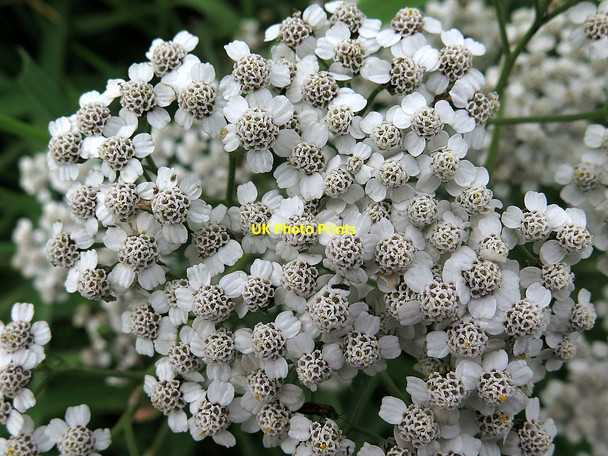 Photo 6"x4" Yarrow (Achillea millefolium) Ryton\/NZ1564 c2015