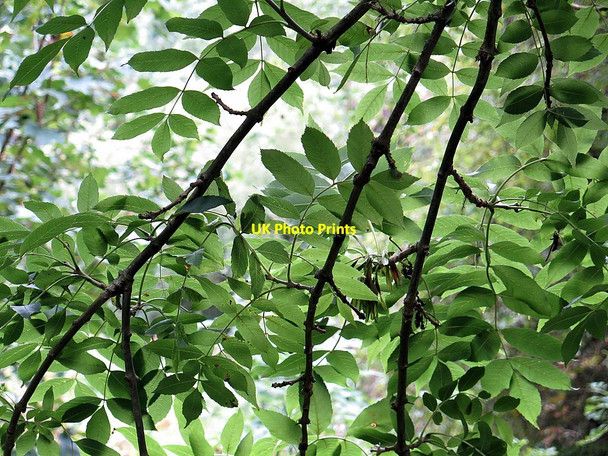 Photo 6"x4" Under the ash tree Ryton\/NZ1564 c2015