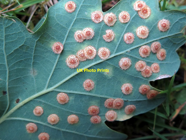 Photo 6"x4" Spangle galls on oak leaf Ryton\/NZ1564 c2015