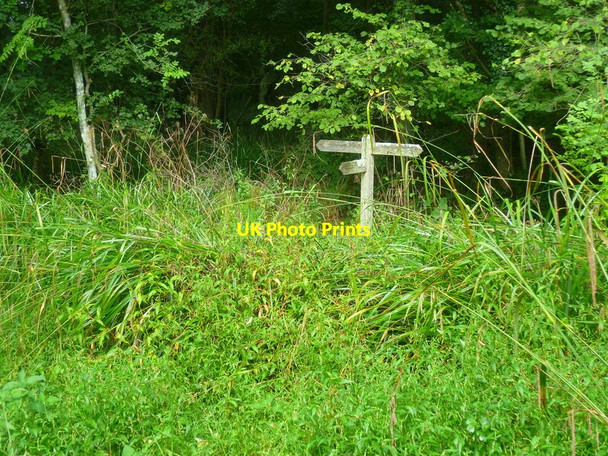 Photo 6"x4" Junction of paths south of Jack o'Lantern Wood Hole Street c2015