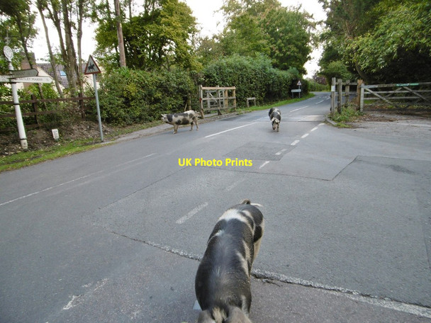 Photo 6"x4" Woodlands, pannage pigs Woodlands\/SU3211 c2015