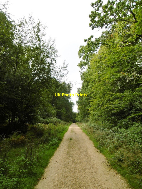 Photo 6"x4" Costicles Inclosure, cycle trail Ashurst\/SU3310 c2015