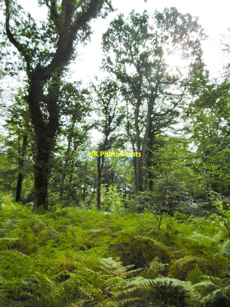 Photo 6"x4" Costicles Inclosure Ashurst\/SU3310 c2015