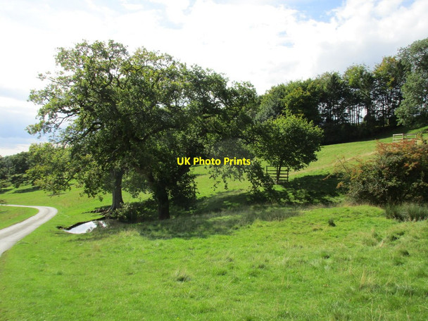 Photo 6"x4" Trees by a small pond, Overbury Park Overbury c2015