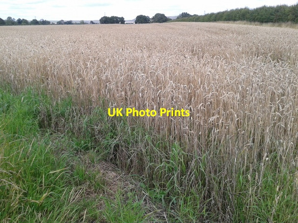 Photo 6"x4" Wheat field neat Patney Patney c2015