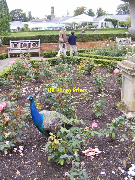Photo 6"x4" Botanical Peacock Smethwick c2015