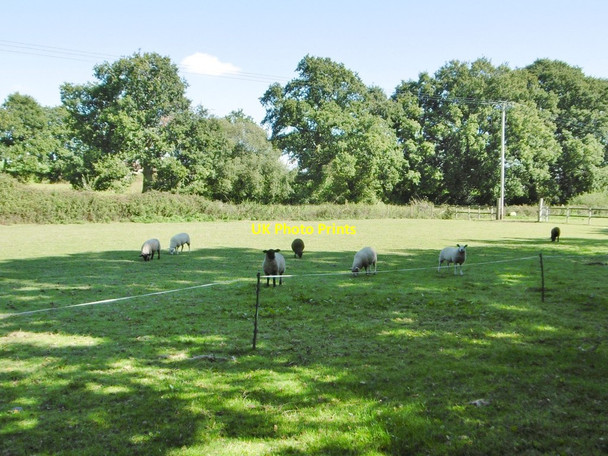 Photo 6"x4" Woodlands, sheep grazing Netley Marsh c2015