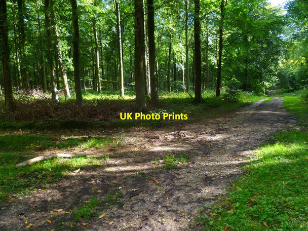Photo 6"x4" Looking south on track in Barnstake Copse Patching c2015