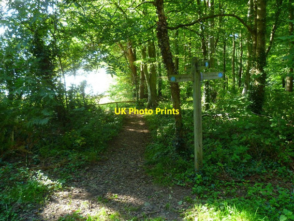 Photo 6"x4" Bridleway turns to footpath and leaves woodland Patching c2015