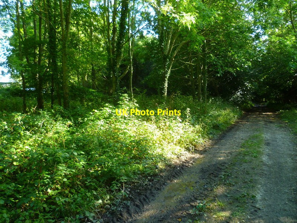Photo 6"x4" Footpath going south to the west of The Beeches Hammerpot c2015