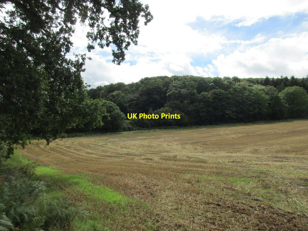 Photo 6"x4" Stubble field and Powderham New Plantation Exminster c2015