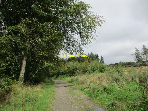 Photo 6"x4" Track in Haldon Forest Ashcombe\/SX9179 c2015