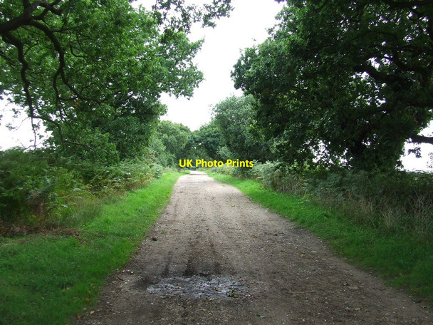 Photo 6"x4" Green Lane Covehithe c2015