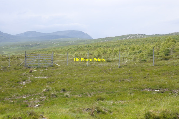 Photo 6"x4" Young plantation, Kyle of Tongue Loch na h-Airigh Bige c2015
