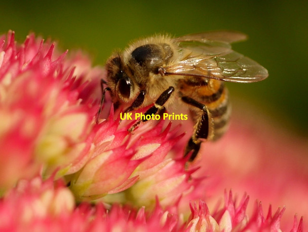 Photo 6"x4" Bee on a Sedum inflorescence Instow c2015