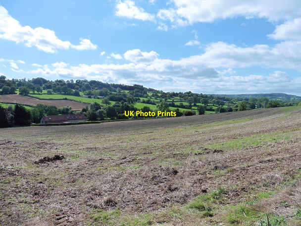 Photo 6"x4" After the harvest Rosemary Lane c2015