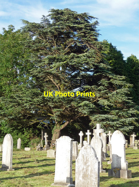 Photo 6"x4" Cedar, Great Fencote Great Fencote c2012