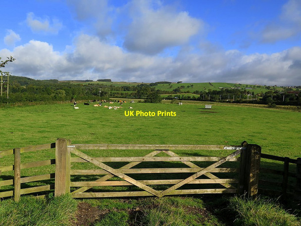 Photo 6"x4" Pasture east of Wydon Blenkinsopp Hall c2015