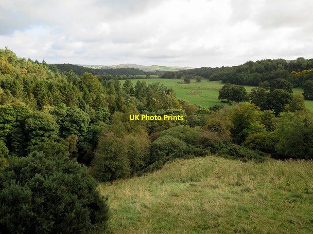 Photo 6"x4" Woodland near Featherstone in South Tyne Valley Park Village\/NY6861 c2015