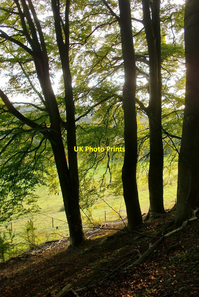 Photo 6"x4" Beech trees by the Pilgrims' Way Ranmore Common\/TQ1450 c2015