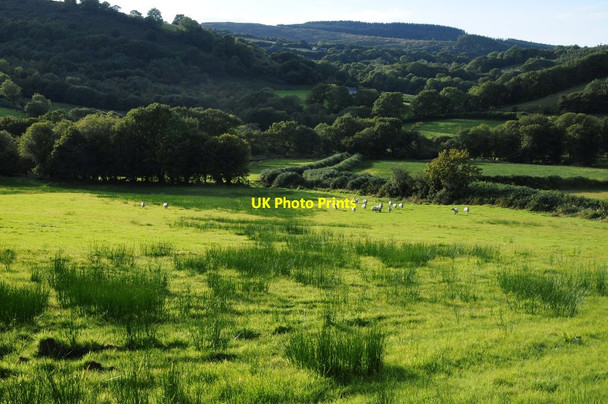 Photo 6"x4" Wet pasture Porthyrhyd\/SN7137 c2015
