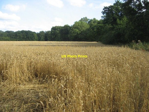 Photo 6"x4" Copse Ground Field (10 acres) Pardown c2015