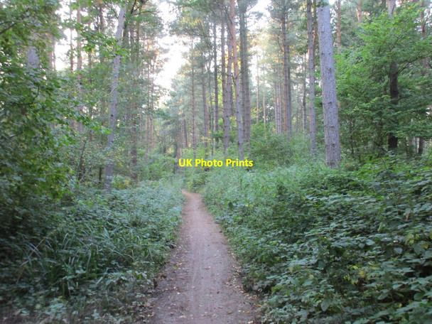 Photo 6"x4" Path in Big Stainers Greasley\/SK4947 c2015