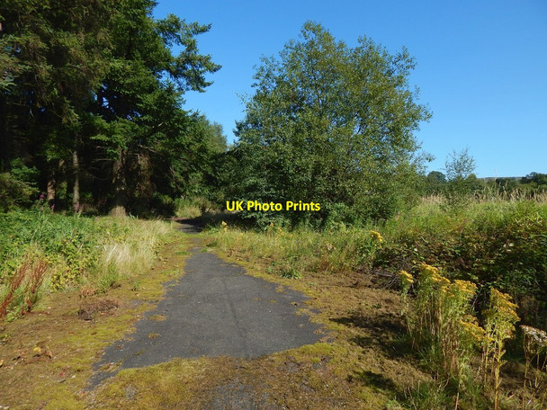 Photo 6"x4" Path beside woods Alexandria c2015