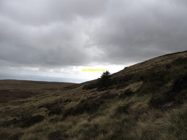 Photo 6"x4" Two pine saplings on the eastern slopes of Finlieve Attical c2015