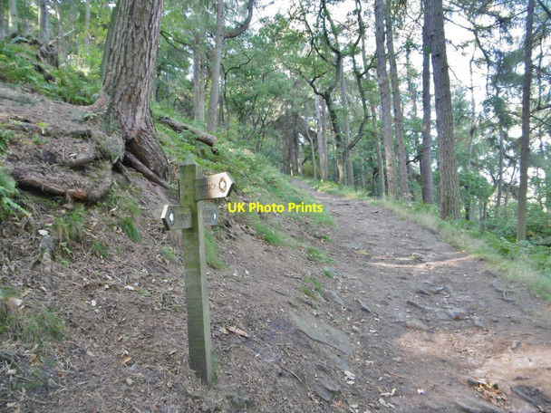 Photo 6"x4" Back Forest, signpost Allgreave c2015