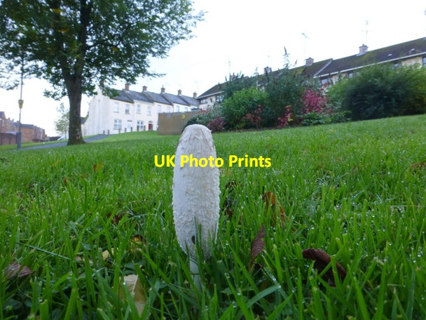 Photo 6"x4" Ink cap fungus, Omagh Omagh c2015