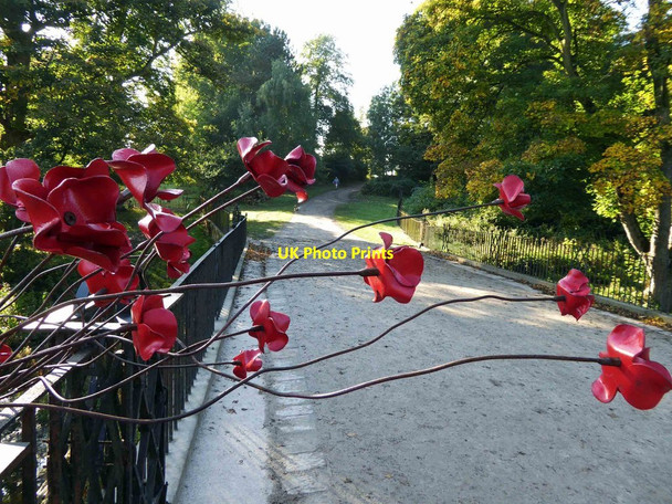 Photo 6"x4" Poppies on the bridleway over Cascade Bridge Haigh\/SE2912 c2015