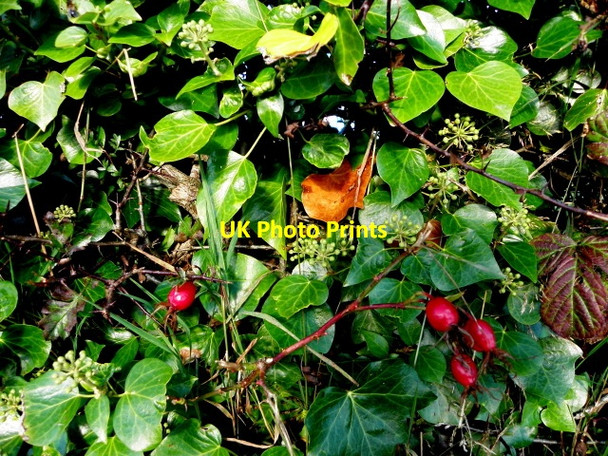 Photo 6"x4" Food for the birds, Dunnamona Fintona c2015