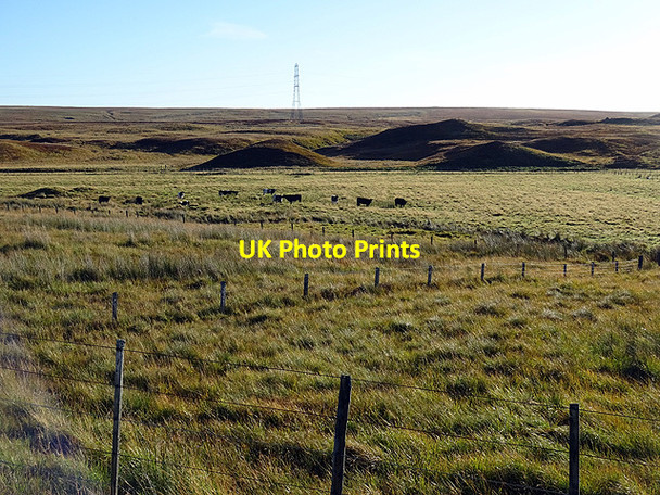 Photo 6"x4" Cattle in Strath Halladale Forsinard c2015