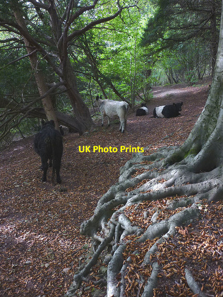 Photo 6"x4" Cattle on the bridleway, Arnside Knott Wood Arnside\/SD4578 c2015